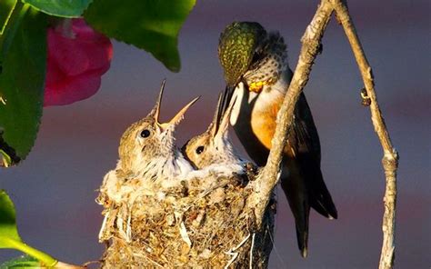 Hummingbird Superpowers: Pbs Examines their Extraordinary Metabolism